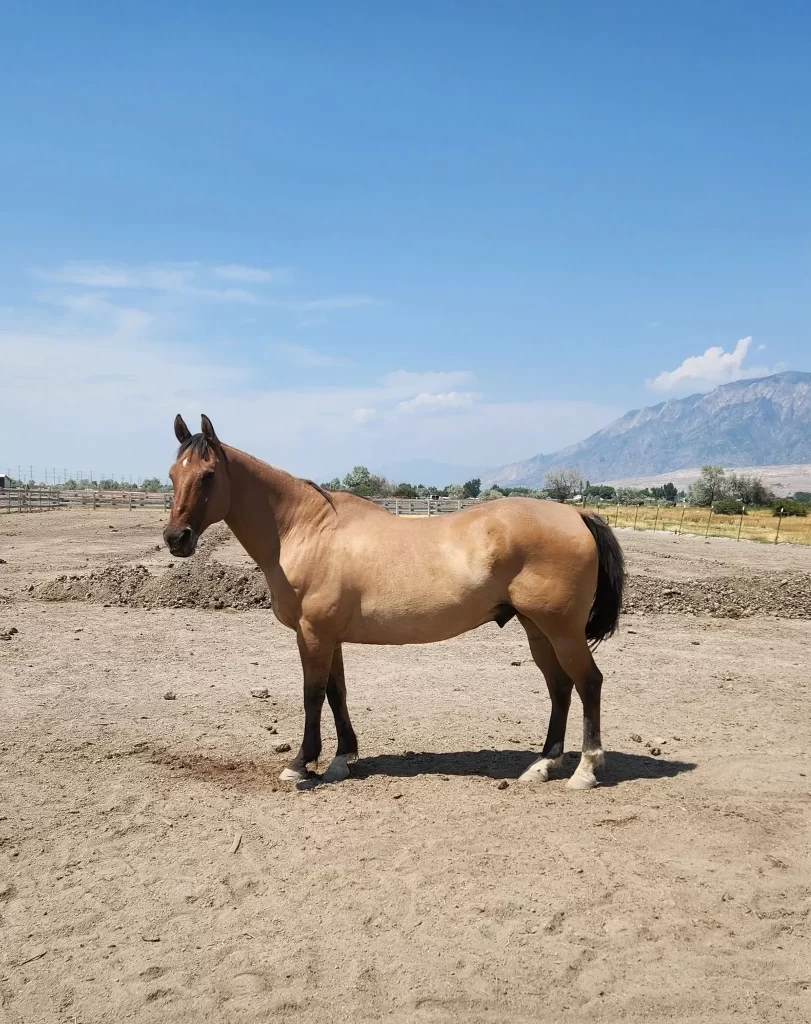 horse photoshoot