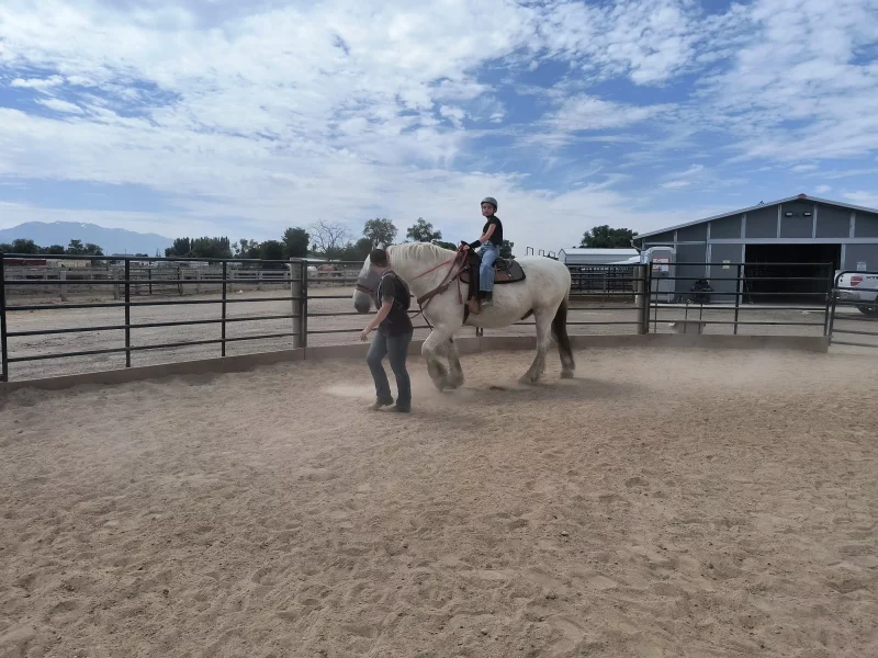 Equestrian Riding Lessons