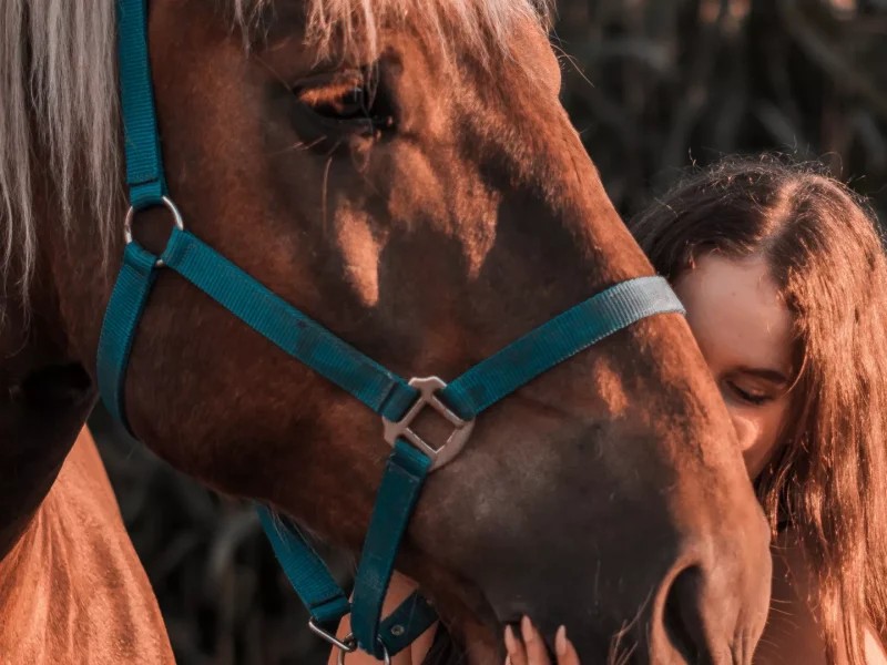 horse photo shoot banner-3